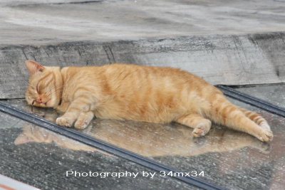 68 Sleeping cat