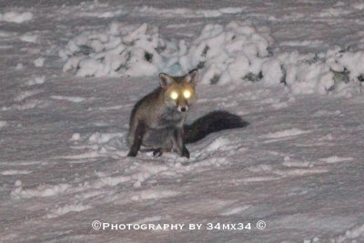 149 fox in snow 
