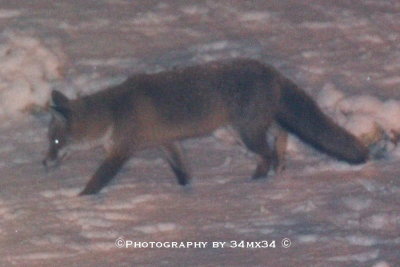 152 fox in snow