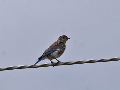 IMG_1455 Eastern Bluebird.jpg