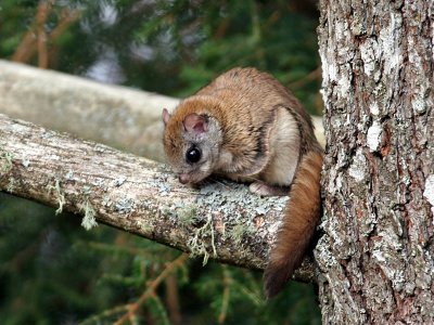 IMG_3594 Flying Squirrel.jpg