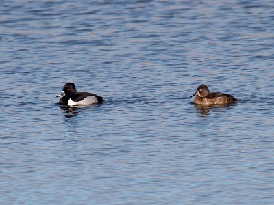 IMG_2384 Ring-necked Duck.jpg