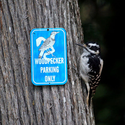 FWB 0921 Hairy Woodpecker.jpg