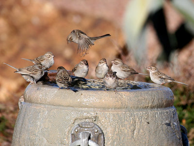FWB 9815  Brewers sparrows.jpg