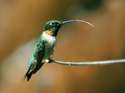 FWB 2362a Hummingbird.jpg