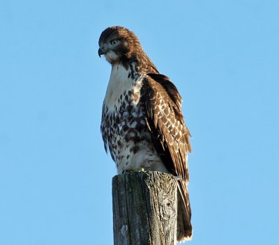 IMG_2768 Red-tailed Hawk.jpg