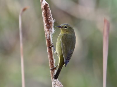 IMG_3737 Orange-crowned Warbler.jpg