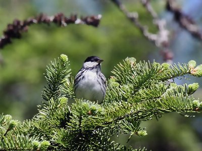 IMG_3922 Blackpoll Warbler.jpg