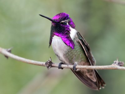 IMG_3704 Costa's Hummingbird.jpg
