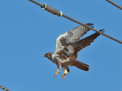IMG_8065a  Prairie Falcon.jpg