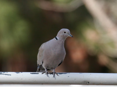 IMG_8286 Eurasian Collared Dove.jpg