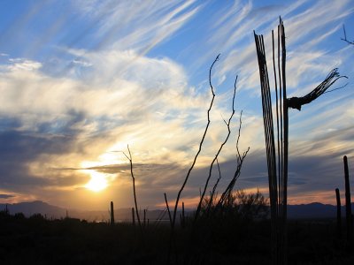 IMG_8239 Saguaro.jpg