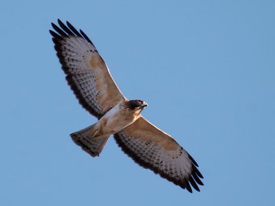 IMG_9456 Short-tailed Hawk.jpg