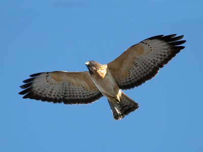 IMG_9394 Short-tailed Hawk.jpg