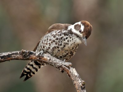 IMG_4492 Arizona Woodpecker.jpg