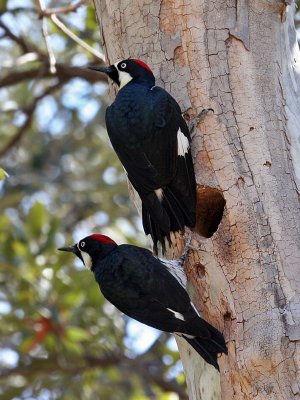 IMG_0479 Acorn Woodpeckers.jpg