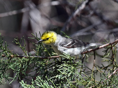 IMG_3195 Hermit Warbler.jpg