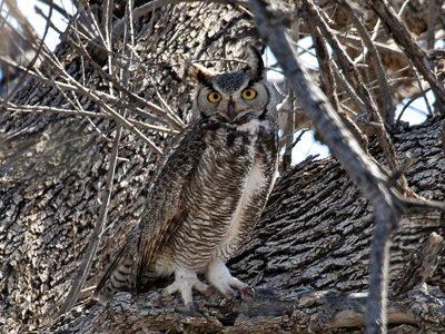 IMG_6561 Great Horned Owl.jpg