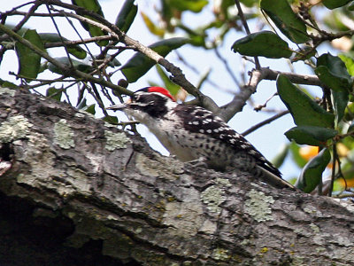 IMG_2410 Nuttall's Woodpecker - male.jpg