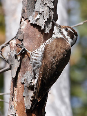 IMG_0310 Arizona Woodpecker - female.jpg