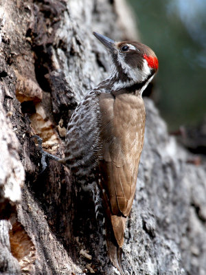 IMG_0383 Arizona Woodpecker - male.jpg
