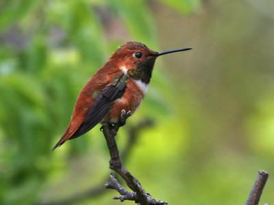 IMG_3397 Rufous Hummingbird.jpg