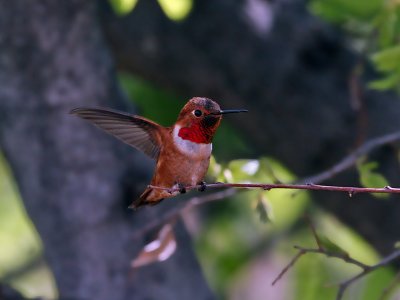 IMG_3405 Rufous Hummingbird.jpg