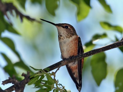 IMG_4518 Rufous Hummingbird.jpg