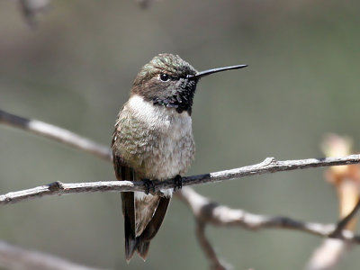 IMG_3974 Black-chinned Hummingbird.jpg