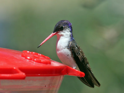 IMG_3897 Violet-crowned Hummingbird.jpg