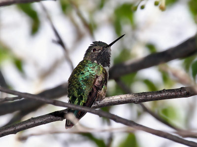 IMG_4785 Broad-tailed Hummingbird.jpg
