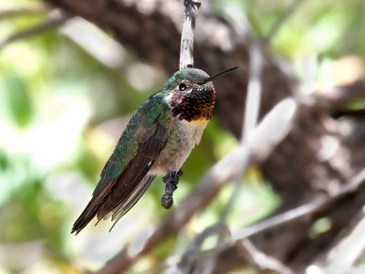 IMG_5023 Broad-tailed Hummingbird.jpg