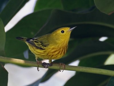 IMG_5221 Yellow Warbler.jpg