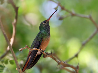 IMG_5811 Buff-bellied Hummingbird.jpg