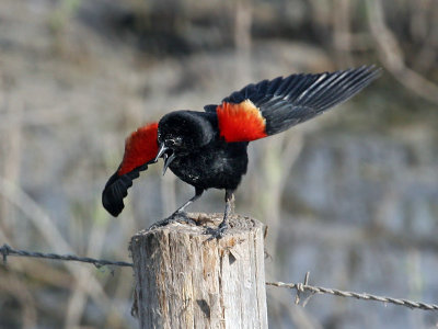 IMG_5989 Red-winged Blackbird.jpg