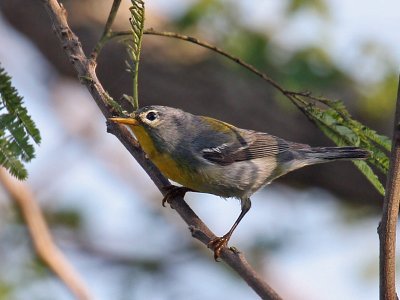 IMG_6337 Northern Parula.jpg