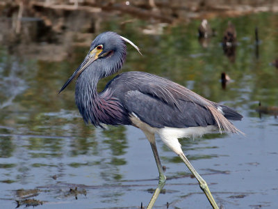 IMG_5184 Tri-colored Heron.jpg