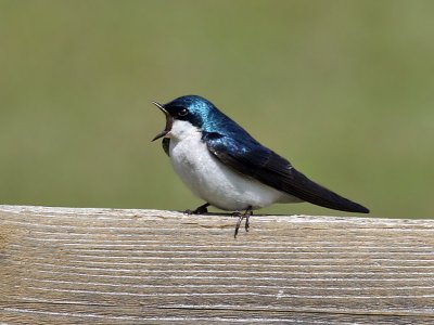 IMG_7599 Tree Swallow.jpg