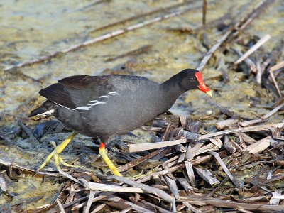 IMG_5269 Common Gallinule.jpg