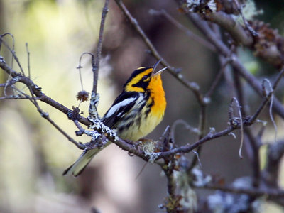 IMG_6915 Blackburnian Warbler.jpg