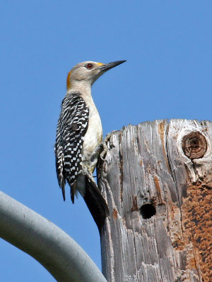 IMG_5773 Golden-fronted Woodpecker.jpg