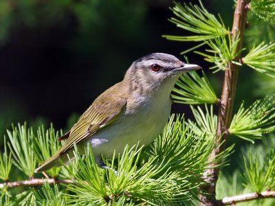 IMG_8022 Red-eyed Vireo .jpg