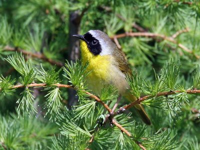 IMG_7974 Common Yellowthroat.jpg