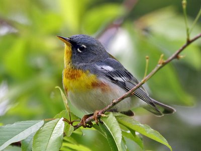 IMG_7654 Northern Parula.jpg