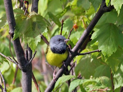 IMG_8156a Mourning Warbler.jpg