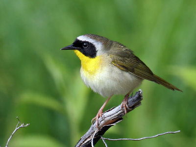 IMG_8553 Common Yellowthroat eastern.jpg