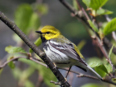 IMG_7858 Black-throated Green Warbler.jpg