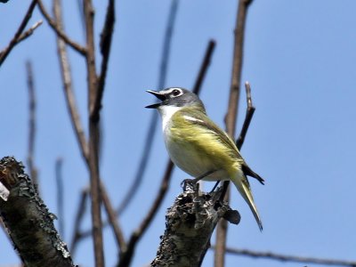 IMG_8413 Blue-headed Vireo.jpg