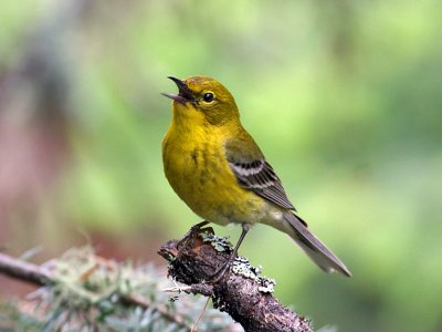 IMG_8982 Pine Warbler.jpg