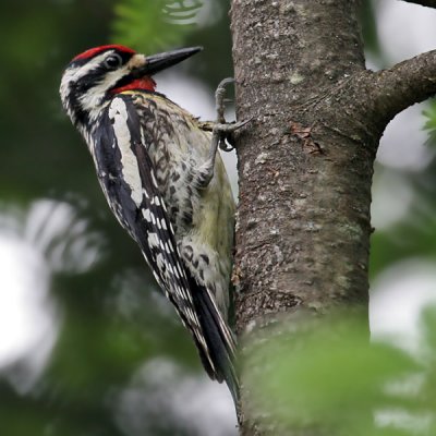 IMG_9220a Yellow-bellied Sapsucker.jpg